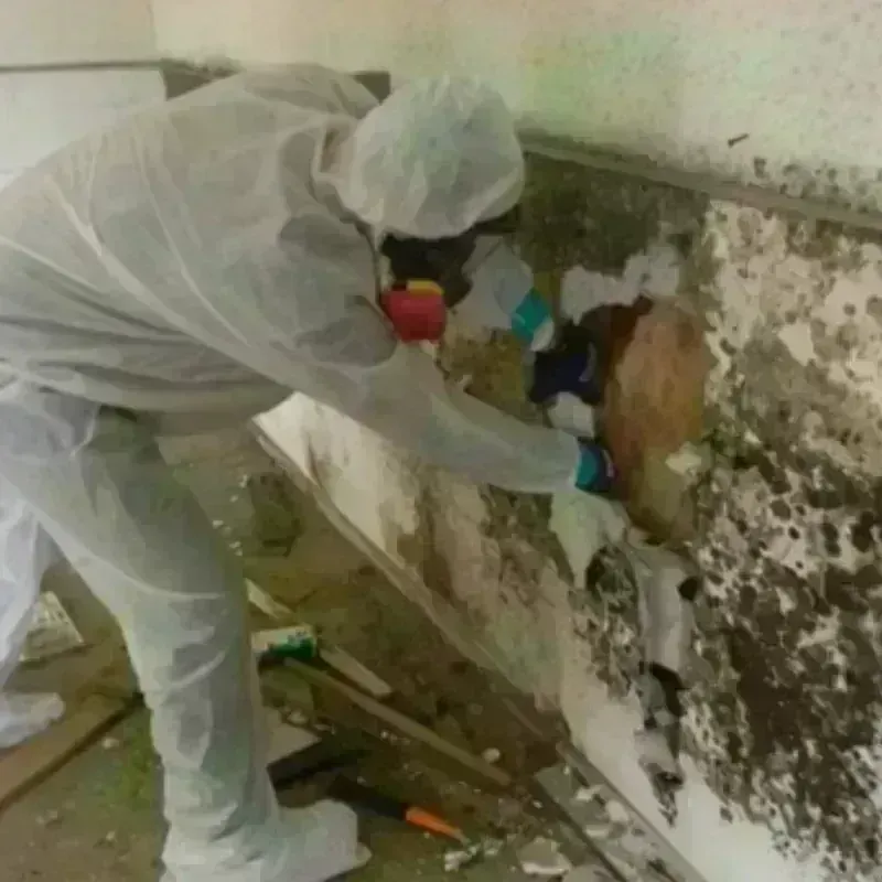 Mold Remediation and Removal in Westminster, LA